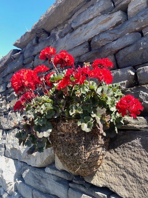 Flowers brightened the stone wall on Main Street.